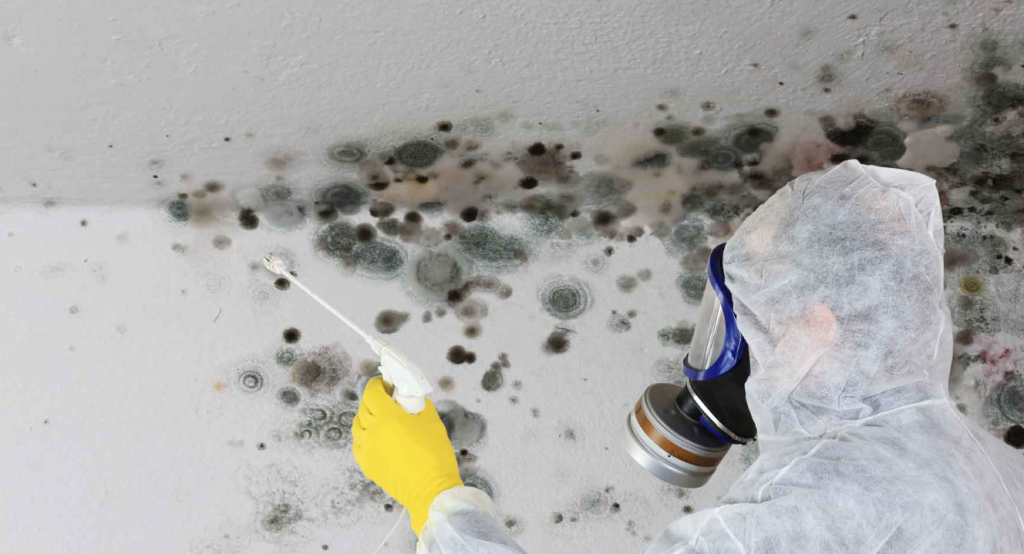 Mold Remediation Cost
