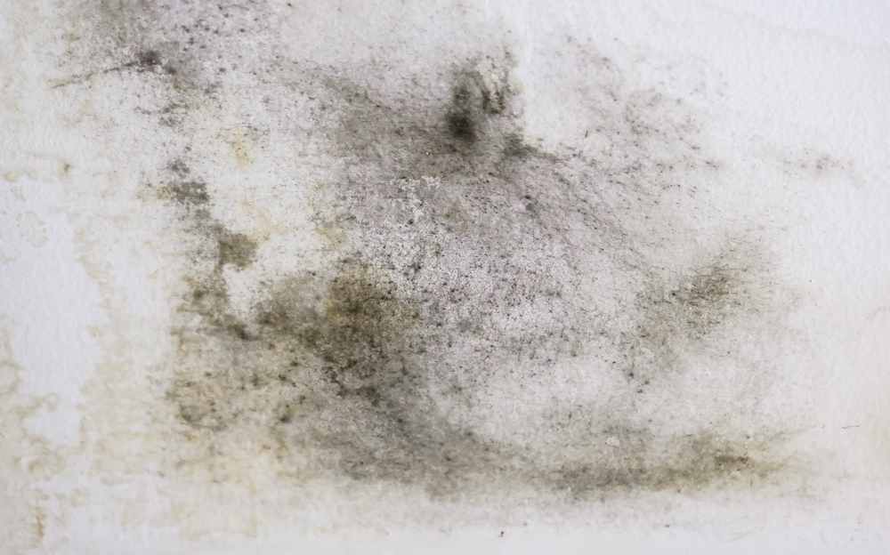 Does Insurance Cover Mold Remediation