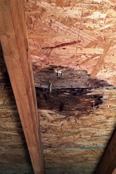 Handle Attic Mold Remediation